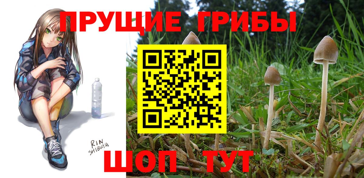 Сальск  Галлюциногенные грибы Psilocybine cubensis  Вход с VPN  Псилоцибиновые грибы GOLDEN TEACHER 